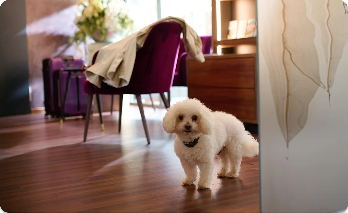 Weißer Hund im Raum